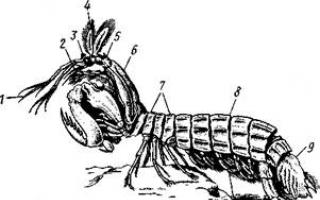 Subclass Higher Crayfish (Malacostraca)